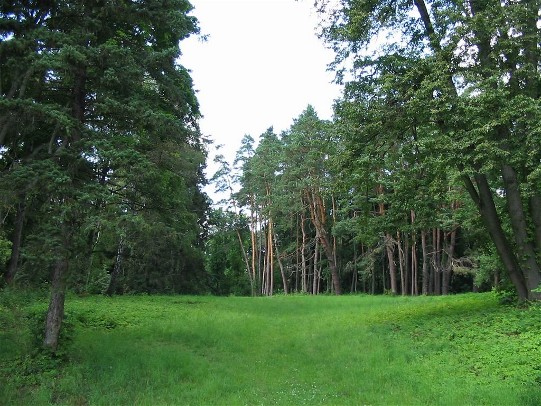 Image - The Sunny Clearing in the Trostianets Dendrological Park.